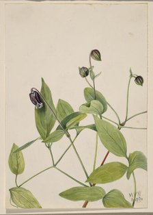 Leather Flower (Clematis viorna), 1920. Creator: Mary Vaux Walcott.