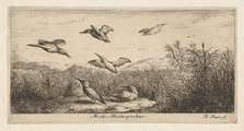 Alcedo, Martin-pescheur (The Kingfisher): Livre d'Oyseaux (Book of Birds), 1655-1660., Creator: albert flamen.