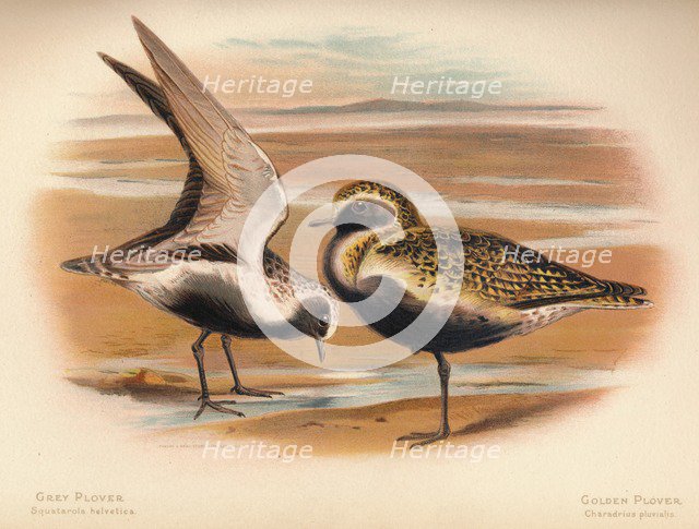 'Grey Plover (Squatarola helvetica), Golden Plover (Charadrius pluvialus)', 1900, (1900). Artist: Charles Whymper.