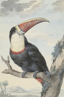 Red-billed Toucan, 1748. Creator: Aert Schouman.