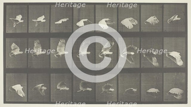 Animal Locomotion, Plate 758, 1887. Creator: Eadweard J Muybridge.