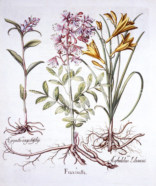Dittany, White Helleborine and Yellow Day Lily, from 'Hortus Eystettensis', by Basil Besler (1561-16
