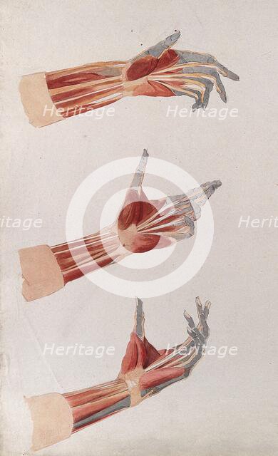 Three dissections of the left hand and wrist, showing the muscles and tendons, (1833?). Creator: Johann Conrad Zeller.