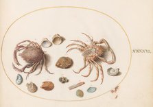 Animalia Aqvatilia et Cochiliata (Aqva): Plate XLVI, c. 1575/1580. Creator: Joris Hoefnagel.