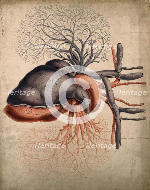 Front view of the heart, with arteries and blood-vessels attached, 1800-1899. Creator: Unknown.