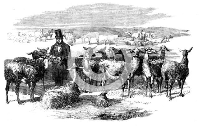 Flock of Lllamas, just imported from Peru, 1858. Creator: Unknown.
