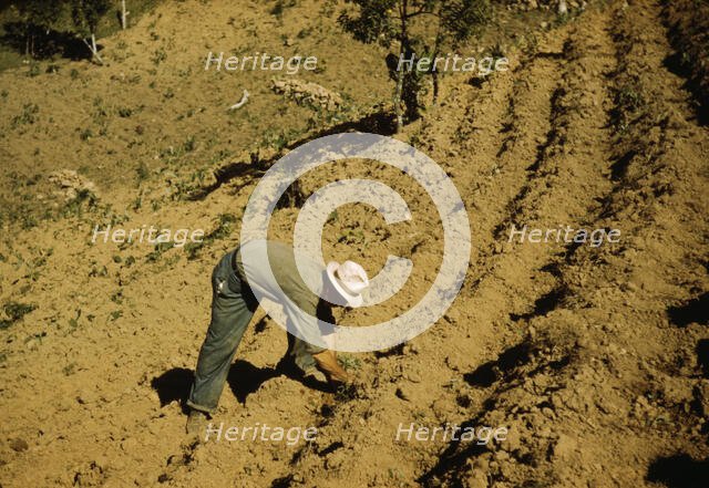 FSA borrower and member of Yauco tomato cooperative..., vicinity of Yauco, Puerto Rico, 1942. Creator: Jack Delano.
