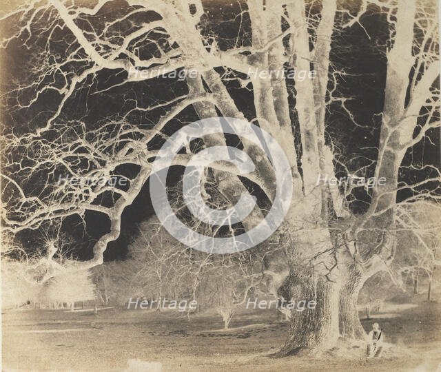 Spreading Oak with Seated Figure, 1850s. Creator: Unknown.