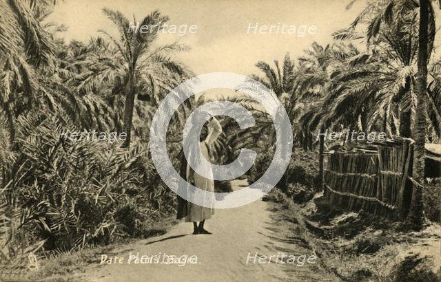 'Date Palms, Basra', c1918-c1939. Creator: Unknown.
