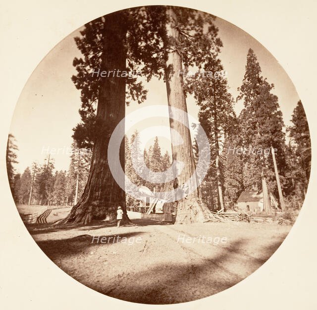 The Sentinels - Calaveras Grove, ca. 1878. Creator: Carleton Emmons Watkins.