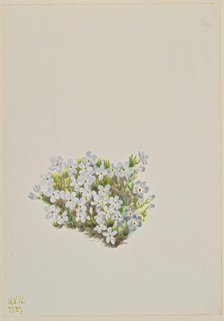 Phlox (Phlox caespitosa), 1937. Creator: Mary Vaux Walcott.