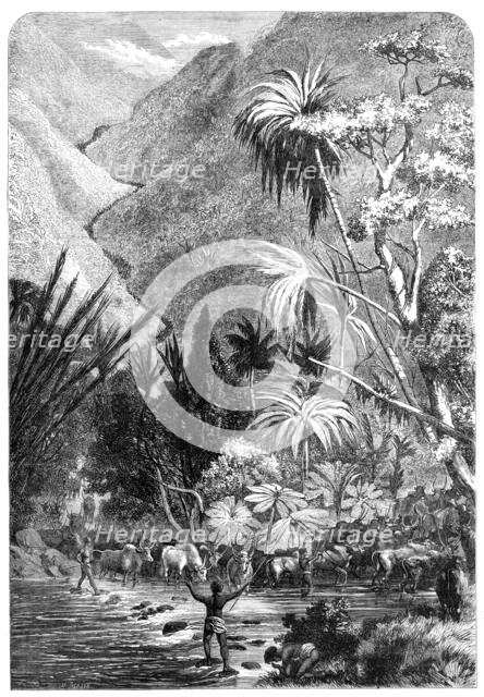 Cattle on their way to Tamatave, Madagascar, 1864. Creator: Mason Jackson.