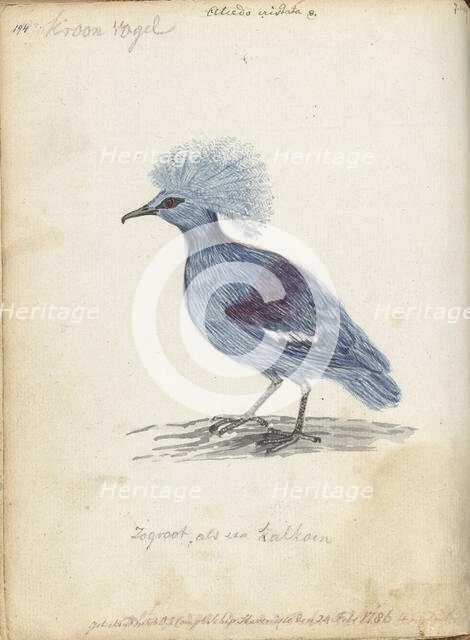 Crowned Pigeon, 1786. Creator: Jan Brandes.