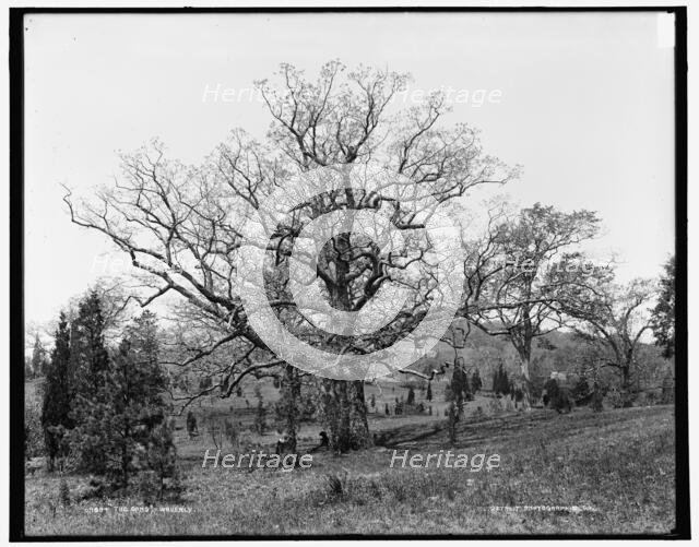 The Oaks, Waverly, between 1890 and 1901. Creator: Unknown.