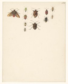 Study sheet with eleven different beetles, 1824-1900. Creator: Albertus Steenbergen.