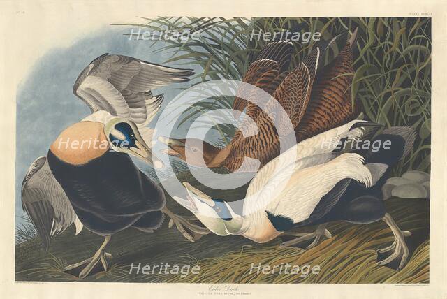 Eider Duck, 1835. Creator: Robert Havell.