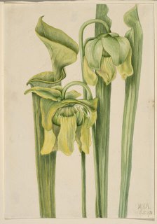 Trumpetleaf (Sarracenia flava), 1920. Creator: Mary Vaux Walcott.