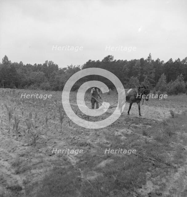 Possibly: Negro plowing corn, off Highway 144, Person County, North Carolina, 1939. Creator: Dorothea Lange.