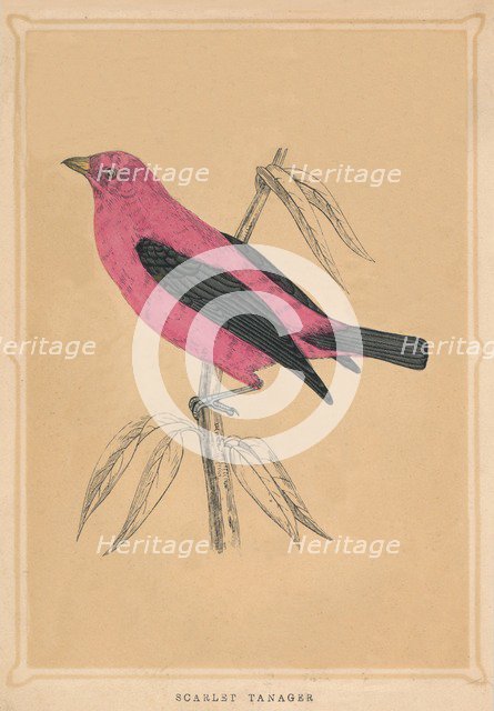 'Scarlet Tanager', (Piranga olivacea), c1850, (1856). Artist: Unknown.