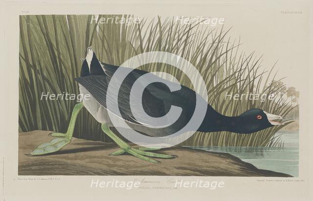 American Coot, 1835. Creator: Robert Havell.