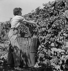 Young wife of ex-logger, migratory field worker..., near Independence, Polk County, Oregon, 1939. Creator: Dorothea Lange.