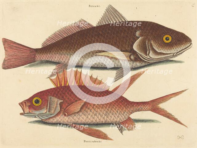 The Croker (Perca undulata), published 1731-1743. Creator: Mark Catesby.