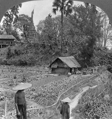 A vegetable garden amidst pagodas, Bhamo, Burma, 1908. Artist: Stereo Travel Co