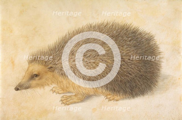 A Hedgehog (Erinaceus roumanicus), before 1584. Creator: Hans Hoffmann.