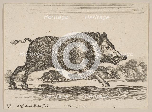 Plate 19: wild boar, from 'Various animals' (Diversi animali), ca. 1641. Creator: Stefano della Bella.