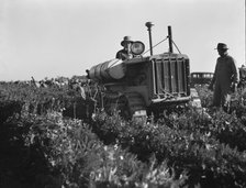 Carrot digger, Imperial Valley, California, 1939. Creator: Dorothea Lange.