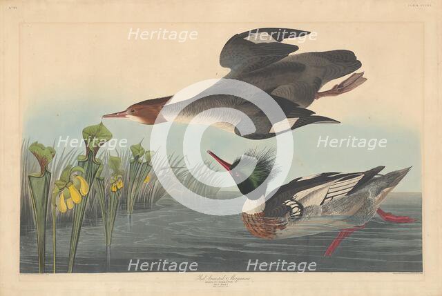 Red-breasted Merganser, 1838. Creator: Robert Havell.