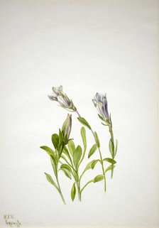 Gentian (Gentiana newberri), 1938. Creator: Mary Vaux Walcott.