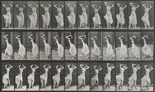 Animal Locomotion Plate 190, 1887. Creator: Muybridge, Eadweard (1830-1904).