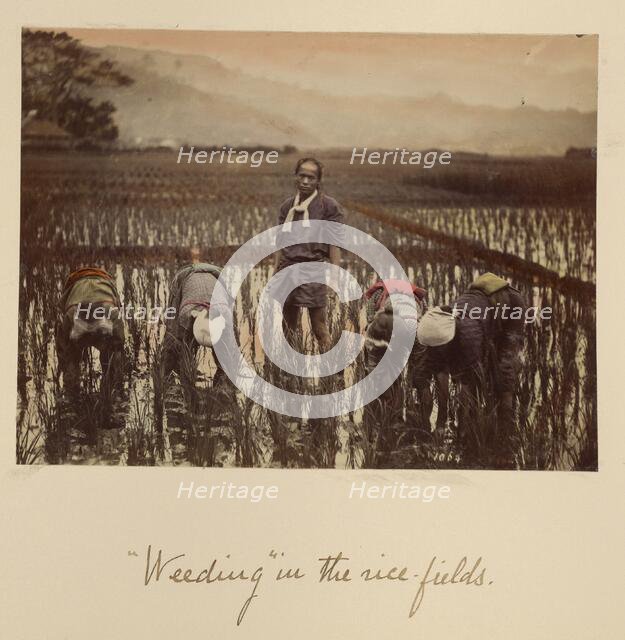 Weeding in the rice fields, about 1873-1883. Creator: Shinichi Suzuki I.