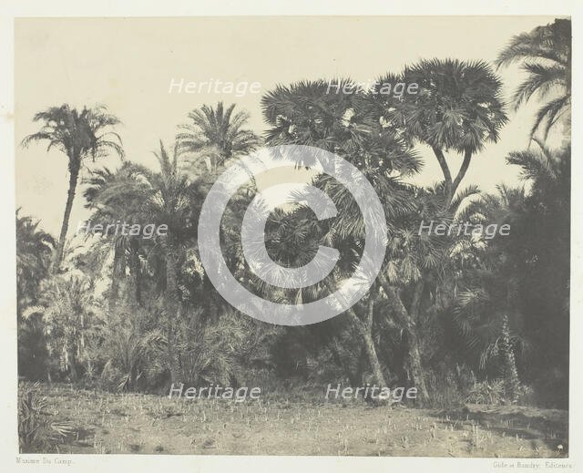 Bois de Dattiers et de Palmiers Doums, Haute-Egypte, 1849/51, printed 1852. Creator: Maxime du Camp.