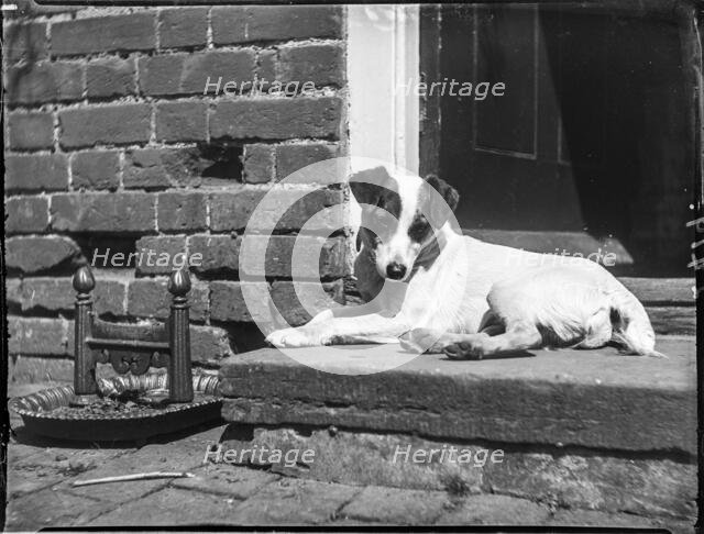 Jack (a terrier) sitting on a doorstep beside a boot scraper, Buckinghamshire, 1910. Creator: Katherine Jean Macfee.