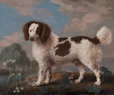 Brown and White Norfolk or Water Spaniel, 1778. Creator: George Stubbs.