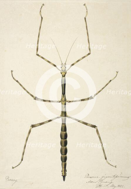 Stick insect, c1820. Creator: Unknown.