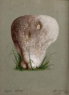 A puff ball (Lycoperdon species), 1886. Creator: Unknown.