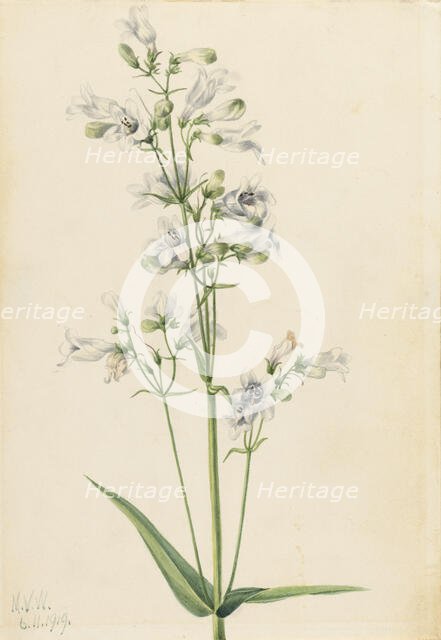 Foxglove Pentstemon (Pentstemon digitalis), 1919. Creator: Mary Vaux Walcott.