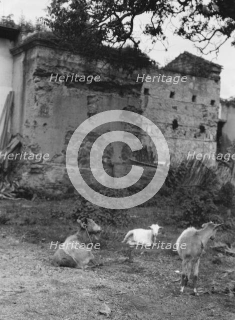 Travel views of Cuba and Guatemala, between 1899 and 1926. Creator: Arnold Genthe.