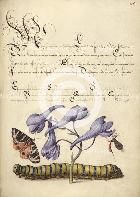 Scarlet Tiger-Moth, Larkspur, Insect, and Caterpillar, 1561-1562; illumination added 1591-1596. Creator: Joris Hoefnagel.