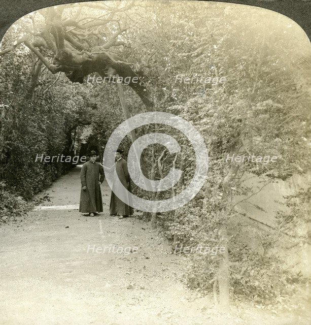 Bower of St Anthony, Vatican Gardens, Rome, Italy.Artist: Underwood & Underwood