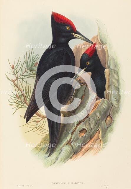 Great Black Woodpecker (Dryocopus martius). Creators: John Gould, Henry Constantine Richter.