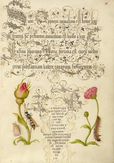 Wainscot, French Rose, Wasplike Insect, English Daisy, and Caterpillar, 1561-2; illumination 1591-6. Creator: Joris Hoefnagel.