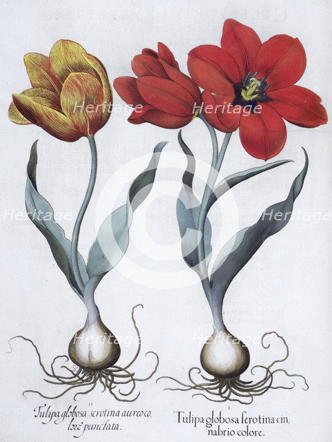 Tulips, 1613. Artist: Unknown