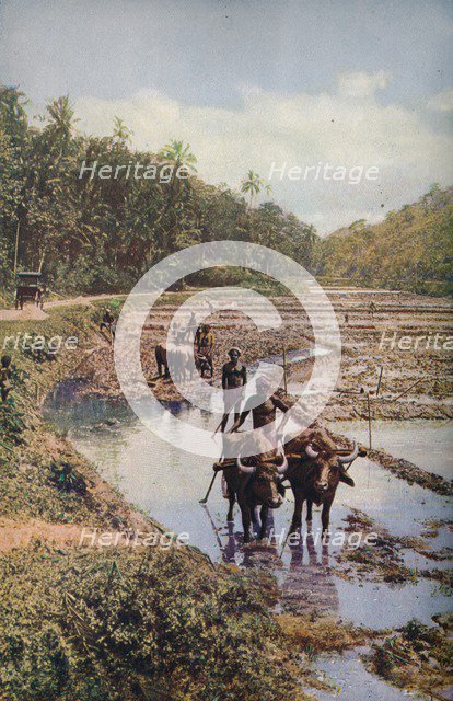 'Ceylon ...', c1920. Artist: Underwood.