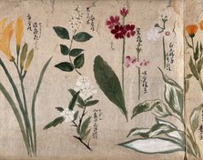 Eight flowering plants, possibly including species of Hosta, Primula, and a daylily, 1870. Creator: Unknown.