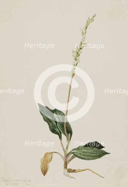 Western Rattlesnake Plantain (Peranium decipiens), 1905. Creator: Mary Vaux Walcott.