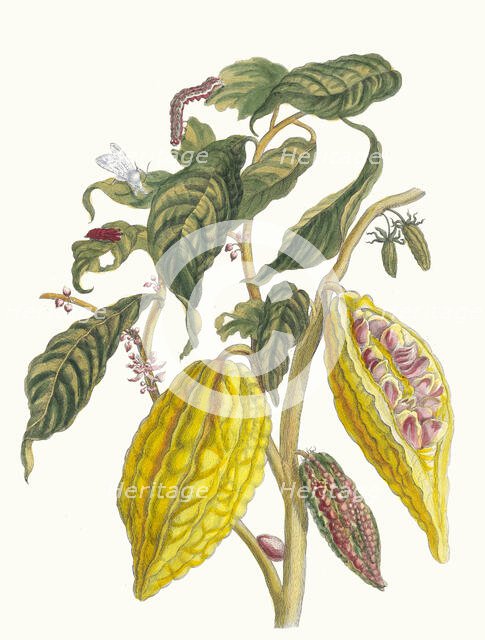 Cacao. From the Book Metamorphosis insectorum Surinamensium, 1705. Creator: Merian, Maria Sibylla (1647-1717).